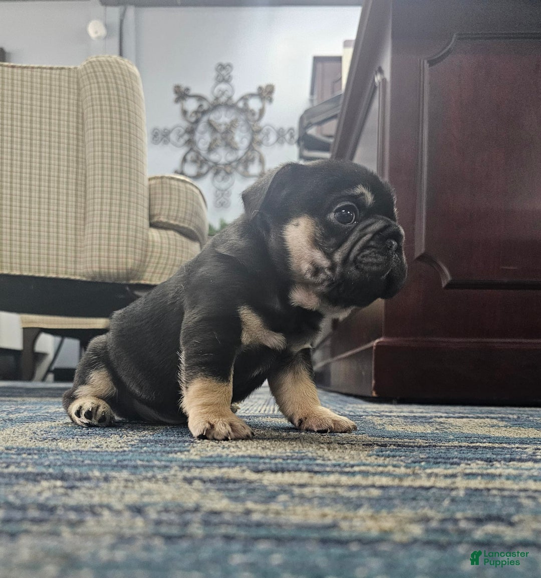 French Bulldog dogs for sale: Stevie - Image 6