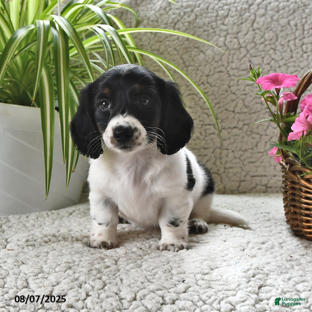 Miniature Dachshund dogs for sale: Lilly - Image 4