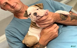 Olde English Bulldogge dogs for sale: Mlo - Image 4