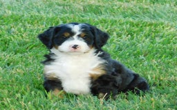 Mini Bernedoodle dogs for sale: Oliver - Image 4