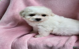 Bichpoo dogs for sale: Amelia - Image 2