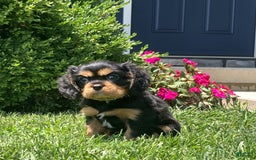 Cavalier King Charles Spaniel dogs for sale: Boomer - Image 2