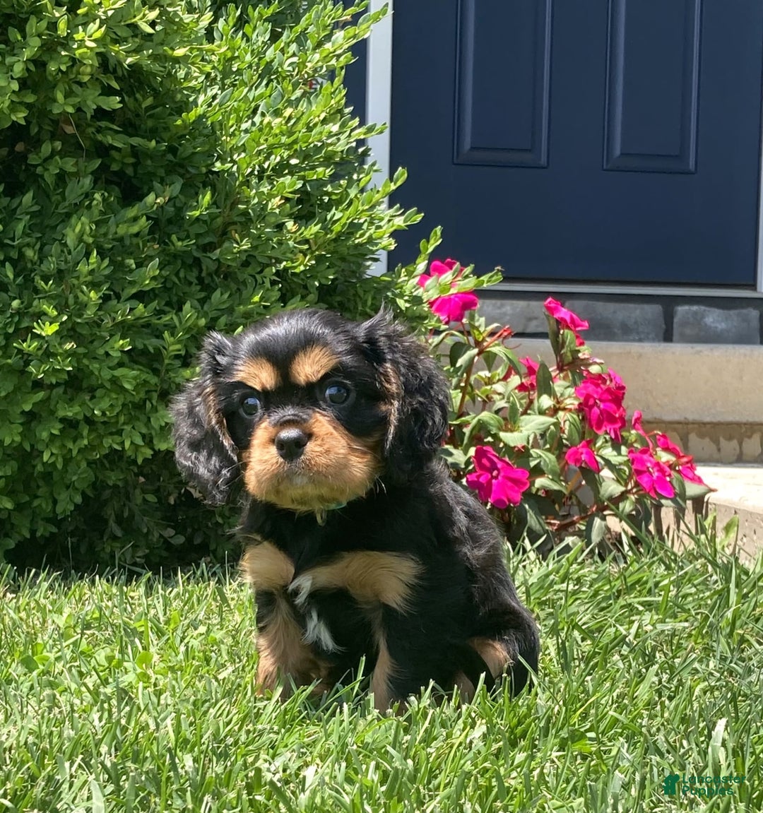 Cavalier King Charles Spaniel dogs for sale: Boomer - Image 2