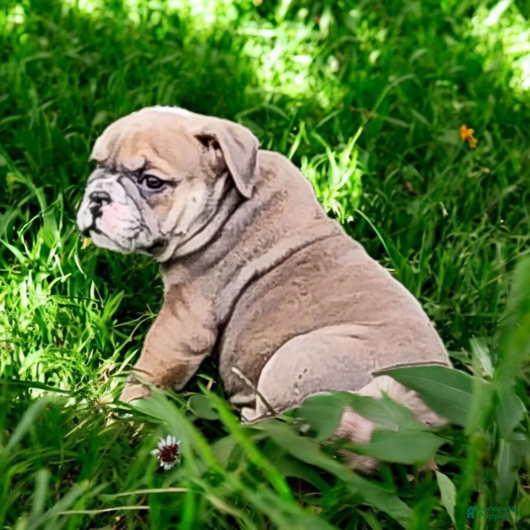 English Bulldog dogs for sale: Groucho - Image 6