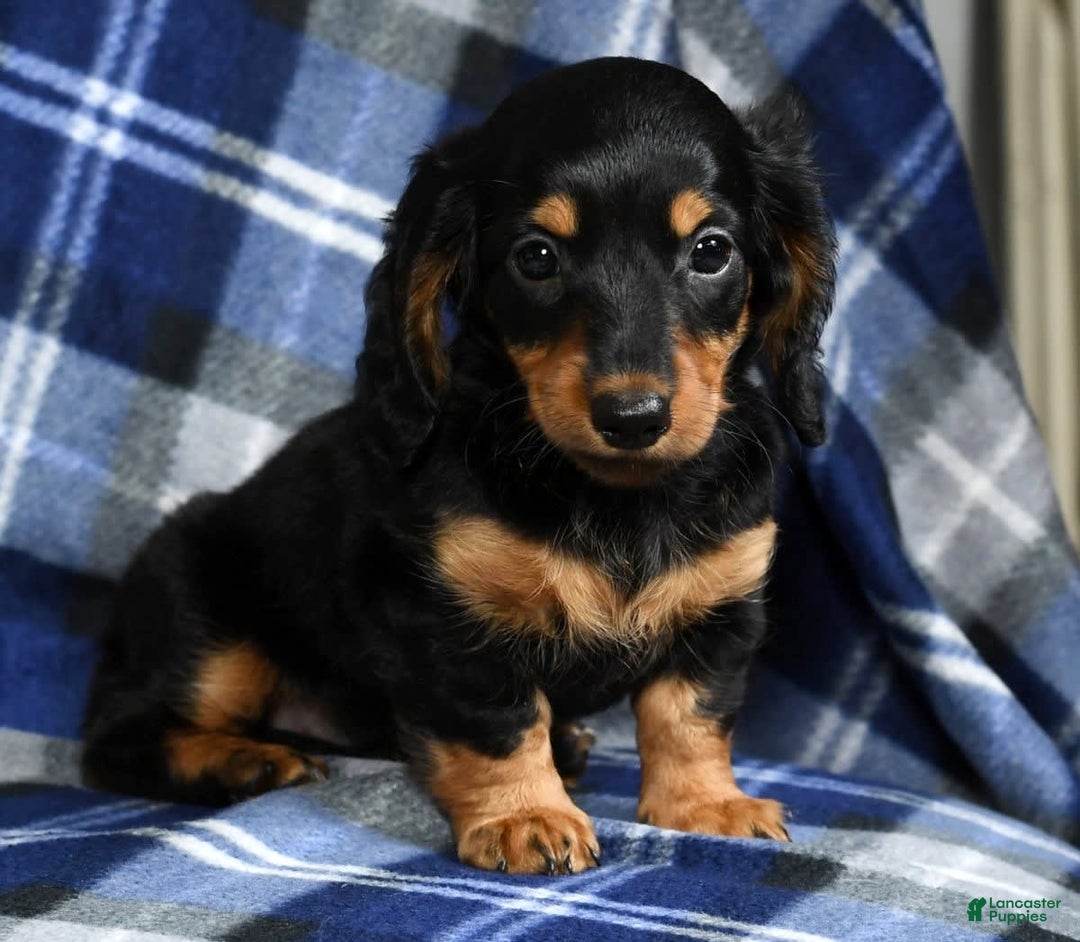 Miniature Dachshund dogs for sale: Dora - Image 3