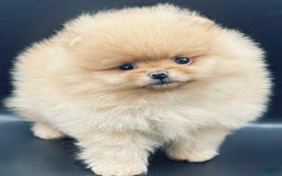 Pomeranian dogs for sale: Carla - Image 5