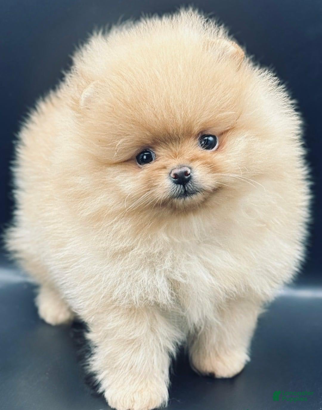 Pomeranian dogs for sale: Carla - Image 5
