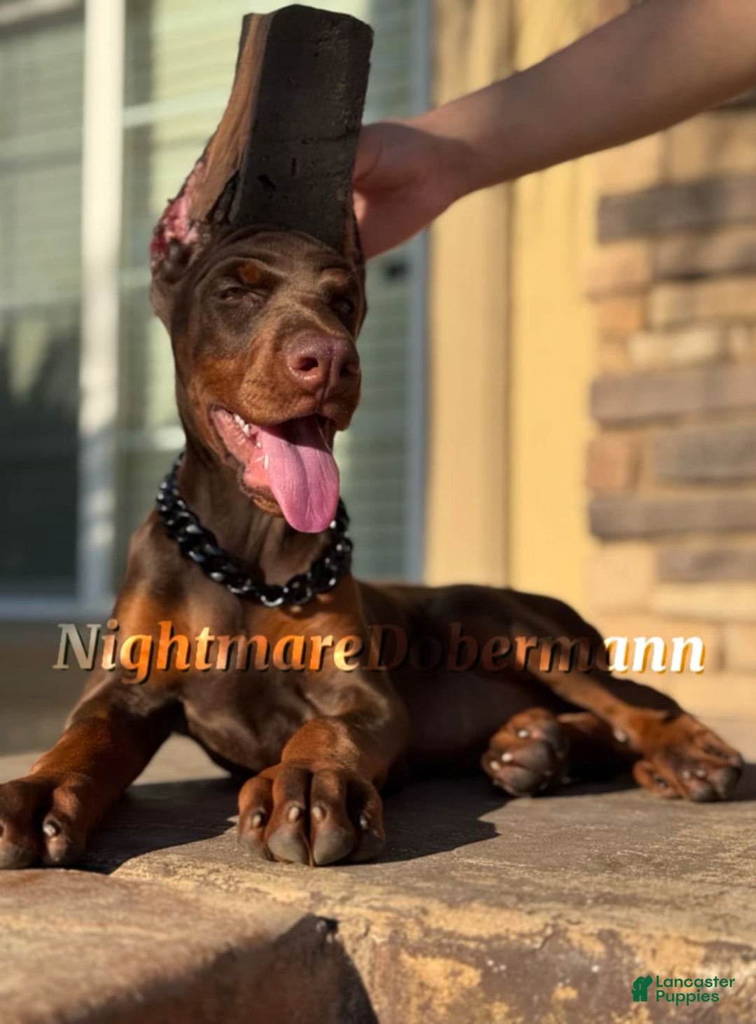 Doberman Pinscher dogs for sale: Merlot - Image 1