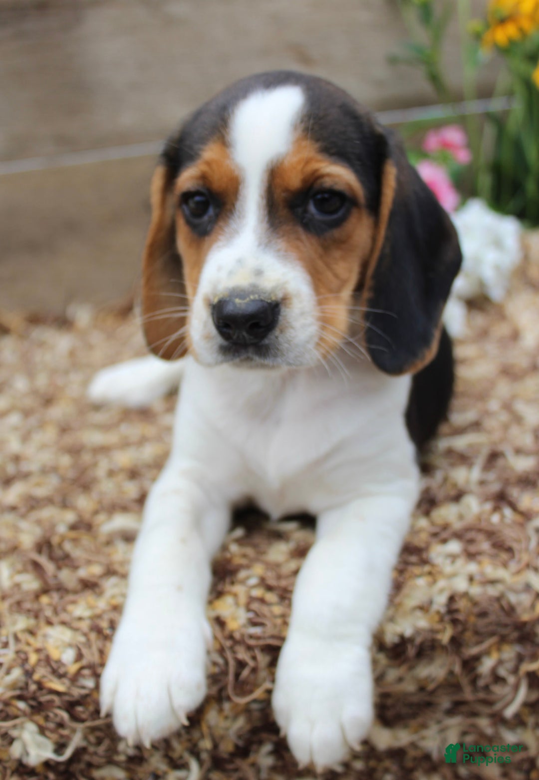Beagle dogs for sale: Lilly - Image 7