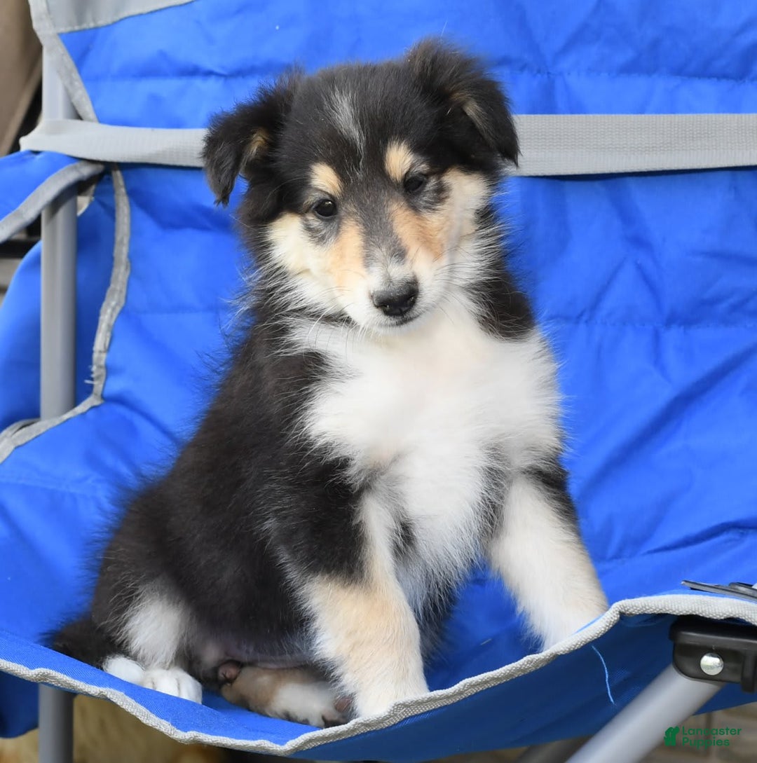 Collie dogs for sale: Patsy - Image 3