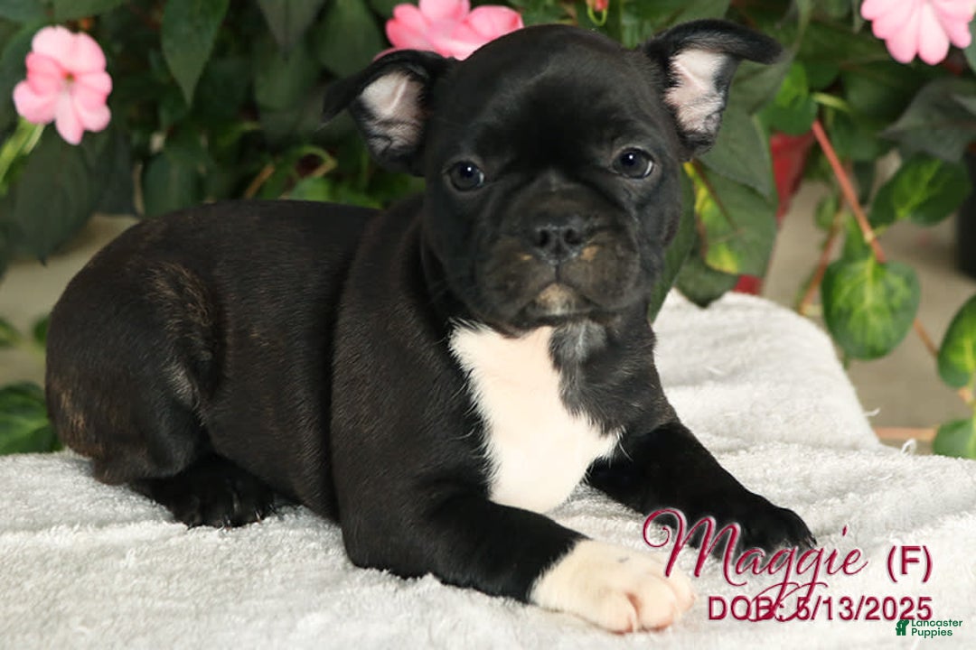 French Bulldog dogs for sale: French Bulldog 6 puppies - Image 19