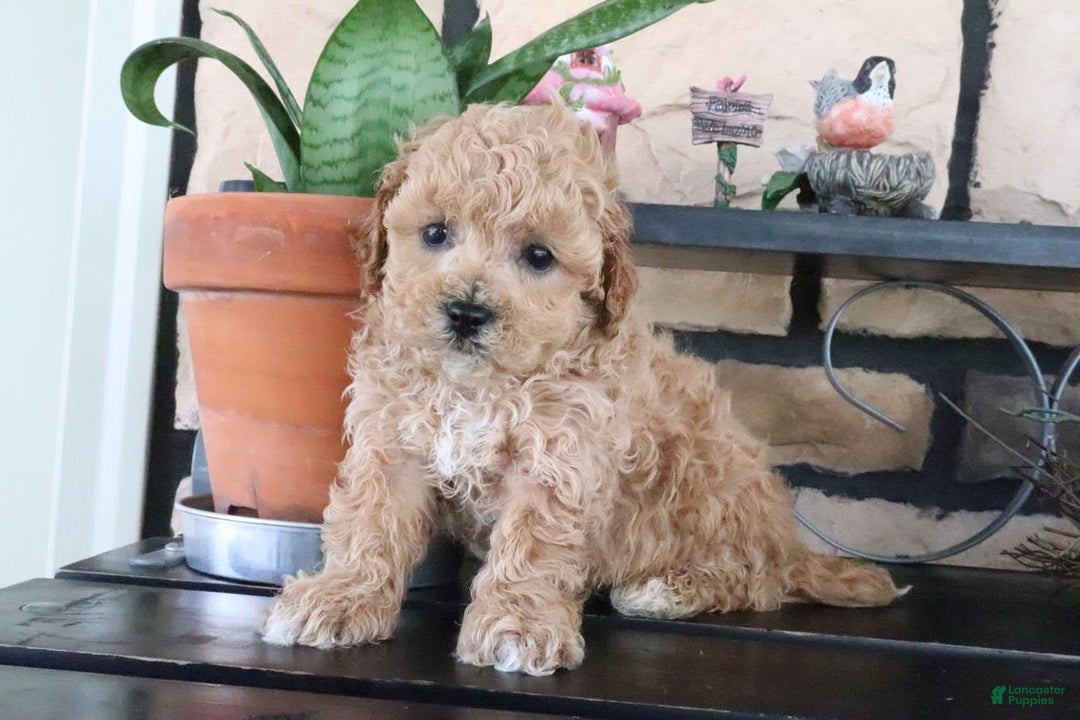 Shihpoo dogs for sale: Aaron - Image 3