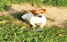 Jack Russell Terrier dogs for sale: Jack Russell Terrier 2 puppies - Image 6