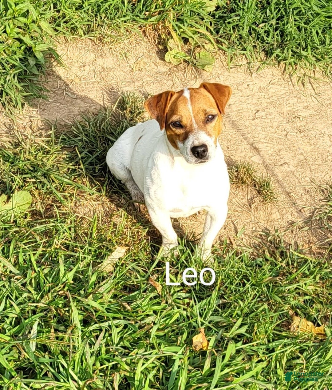 Jack Russell Terrier dogs for sale: Jack Russell Terrier 2 puppies - Image 6