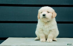 Golden Retriever dogs for sale: Dopey Aka Yellow - Image 2