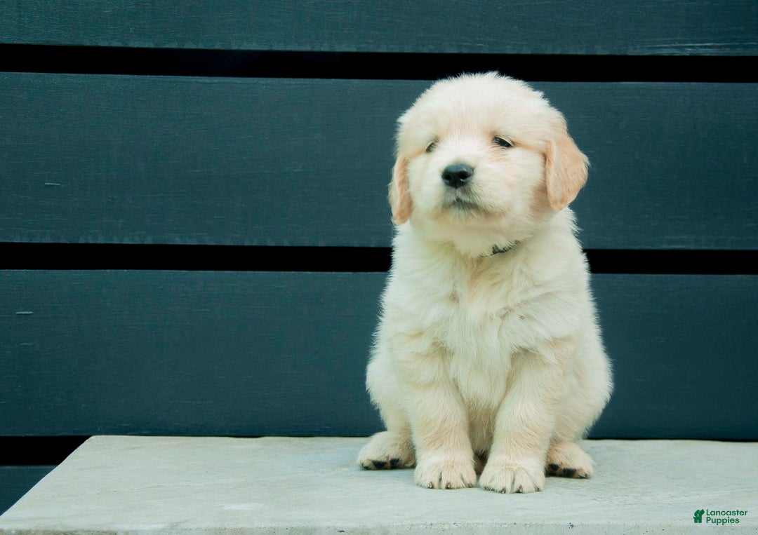 Golden Retriever dogs for sale: Dopey Aka Yellow - Image 2