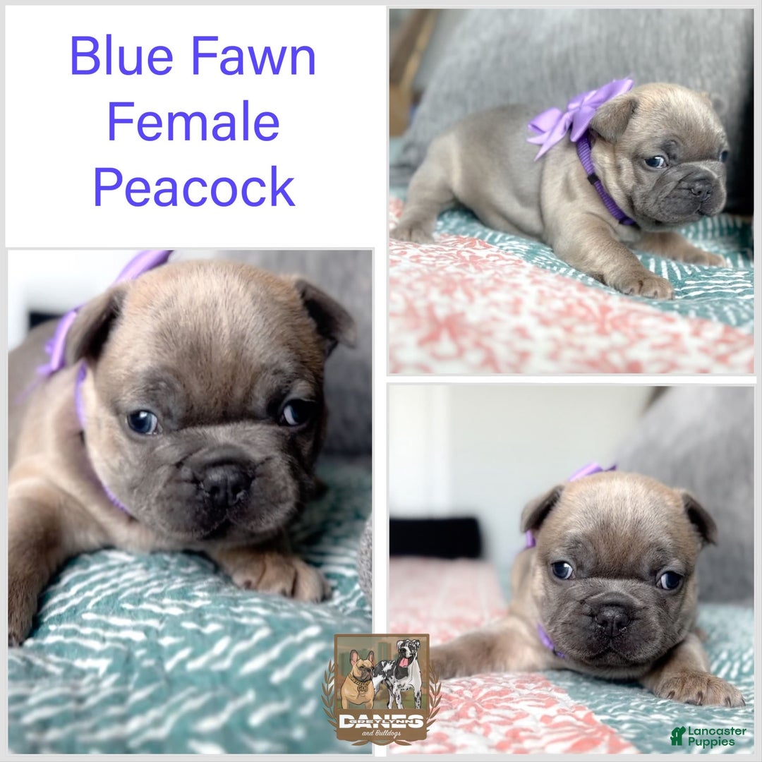 French Bulldog dogs for sale: Peacock blue fawn female Akc registration - Image 1