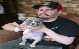 American Bully dogs for sale: National Champion Jack - Image 44