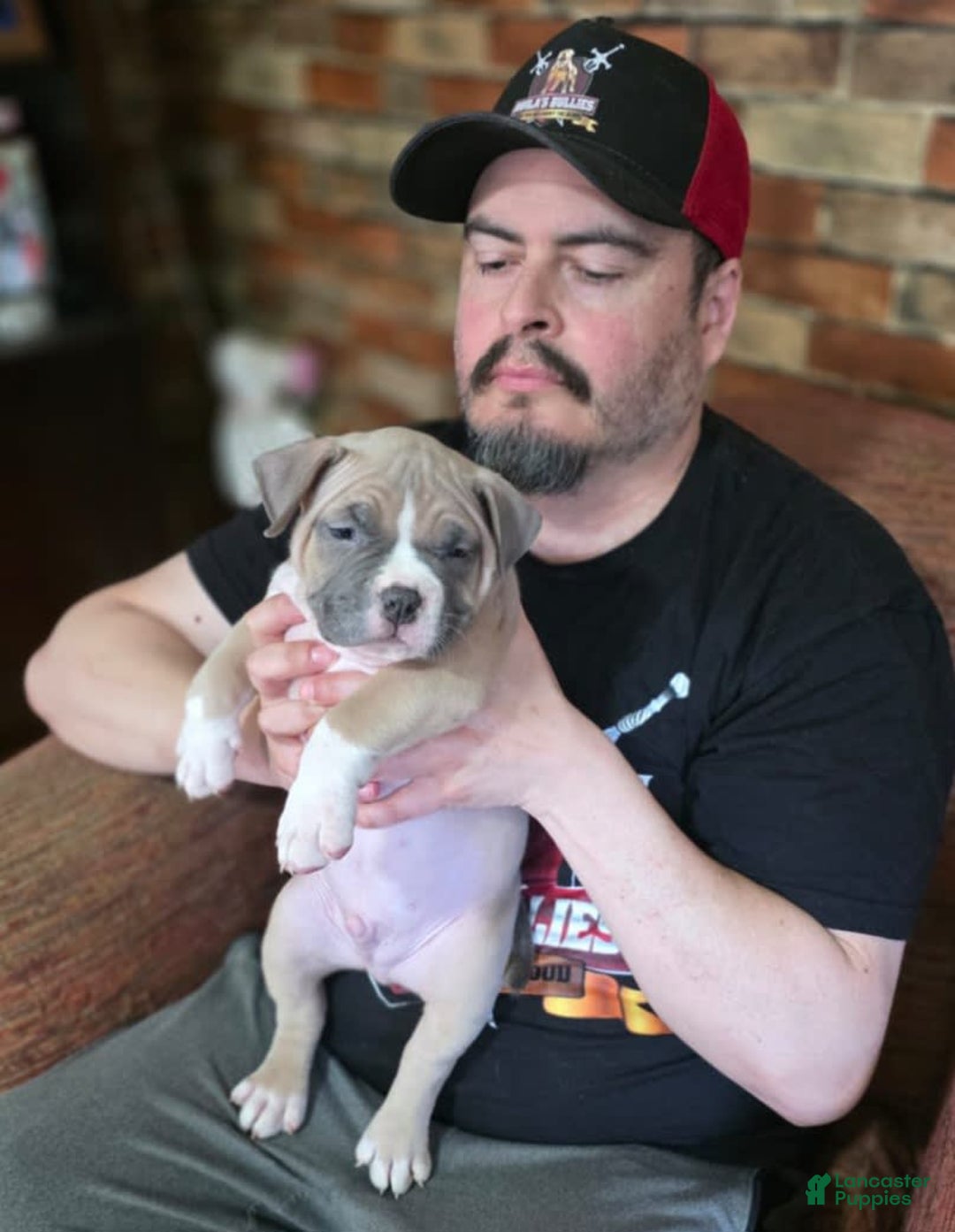 American Bully dogs for sale: National Champion Jack - Image 44