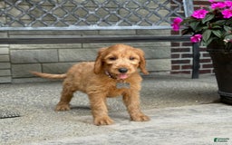 Goldendoodle dogs for sale: Ember - Image 12