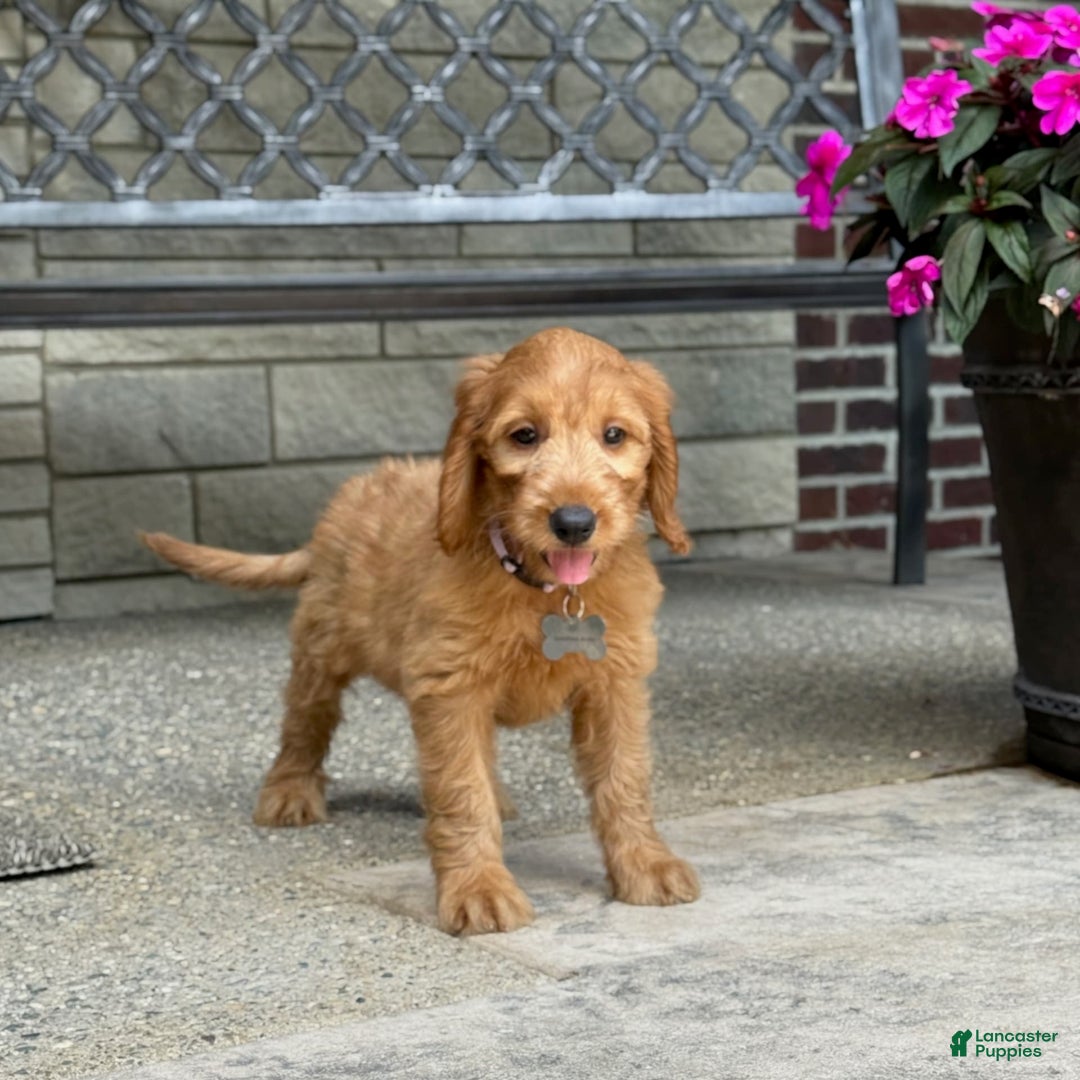 Goldendoodle dogs for sale: Ember - Image 12