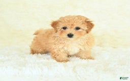 Bichpoo dogs for sale: Sugar Cookie - Image 3
