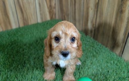 Cavapoo dogs for sale: Honeycomb Boy 4 - Image 12