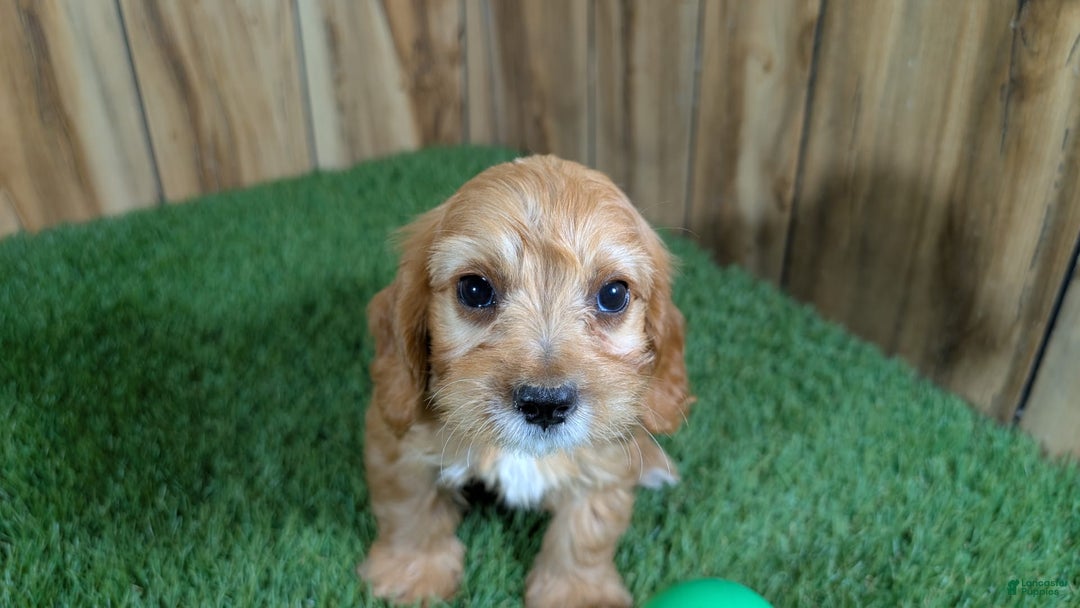 Cavapoo dogs for sale: Honeycomb Boy 4 - Image 12