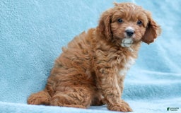Cavapoo dogs for sale: Holly - Image 2