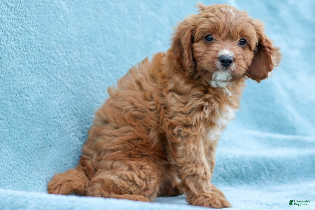 Cavapoo dogs for sale: Holly - Image 2