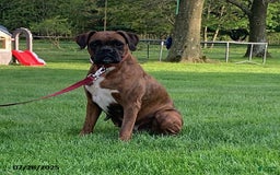 Boxer dogs for sale: Billy - Image 6
