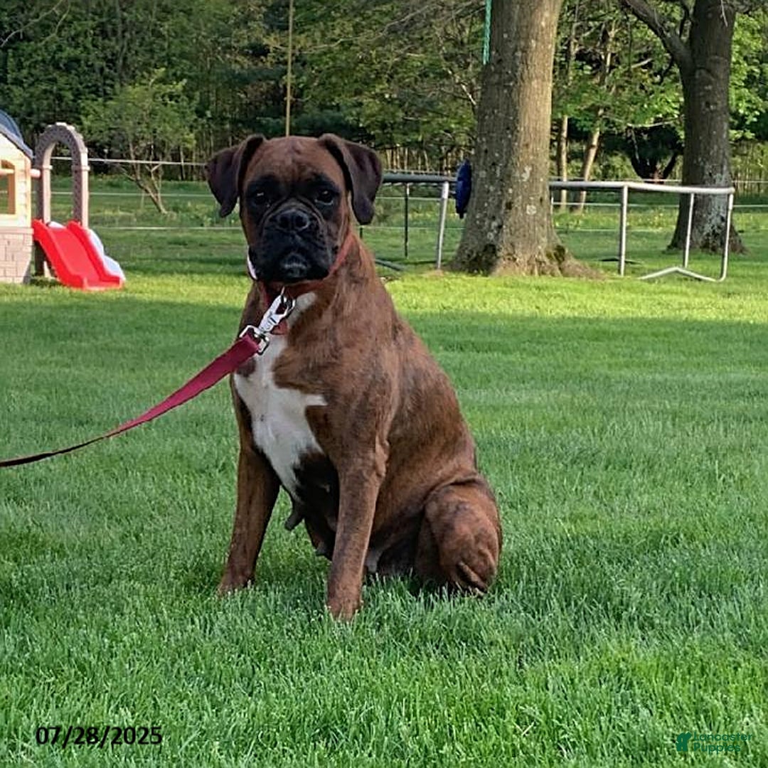 Boxer dogs for sale: Billy - Image 6