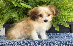 Havapoo dogs for sale: Owen - Image 5