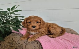 Cockapoo dogs for sale: Cocoa - Image 2
