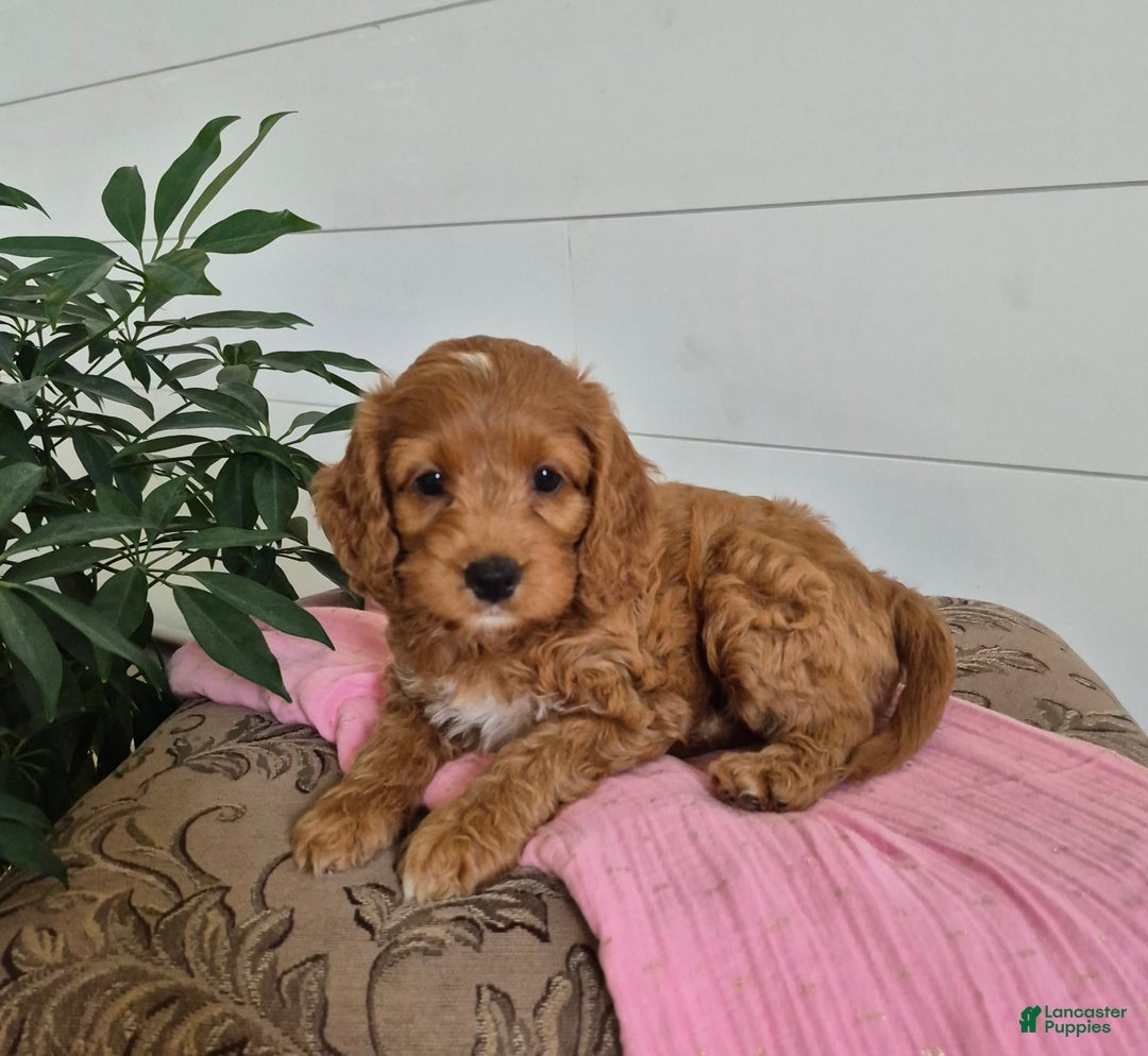 Cockapoo dogs for sale: Cocoa - Image 2