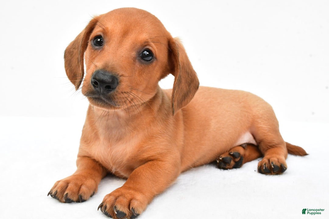 Miniature Dachshund dogs for sale: Jingle - Image 8