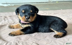 Rottweiler dogs for sale: Pink Collar - Image 2