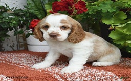 Cocker Spaniel dogs for sale: Peaches - Image 3