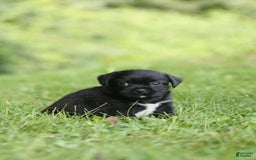 Shih Tzu dogs for sale: Max - Image 3