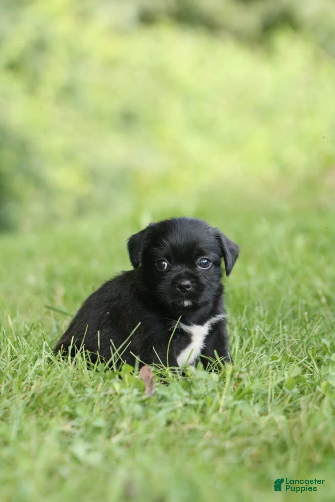 Shih Tzu dogs for sale: Max - Image 3