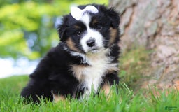 Australian Shepherd dogs for sale: Cove - Image 6