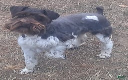 Miniature Schnauzer dogs for sale: Girl2 - Image 16