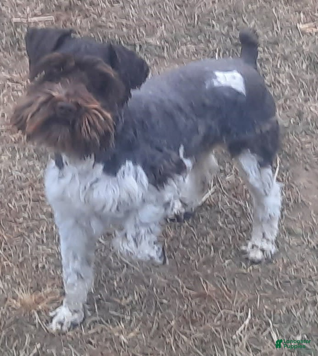 Miniature Schnauzer dogs for sale: Girl2 - Image 16