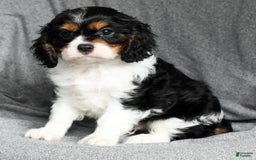 Cavalier King Charles Spaniel dogs for sale: Lenny - Image 5