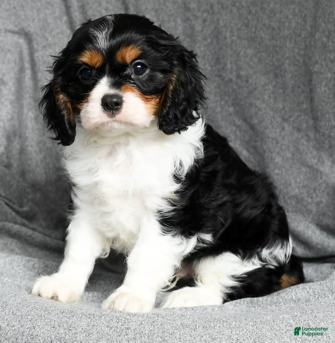 Cavalier King Charles Spaniel dogs for sale: Lenny - Image 5