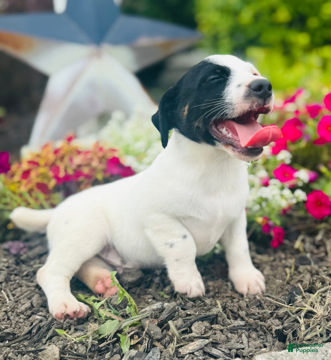 Jack Russell Terrier dogs for sale: Landon - Image 2