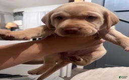 Labrador Retriever dogs for sale: Diva - Image 4