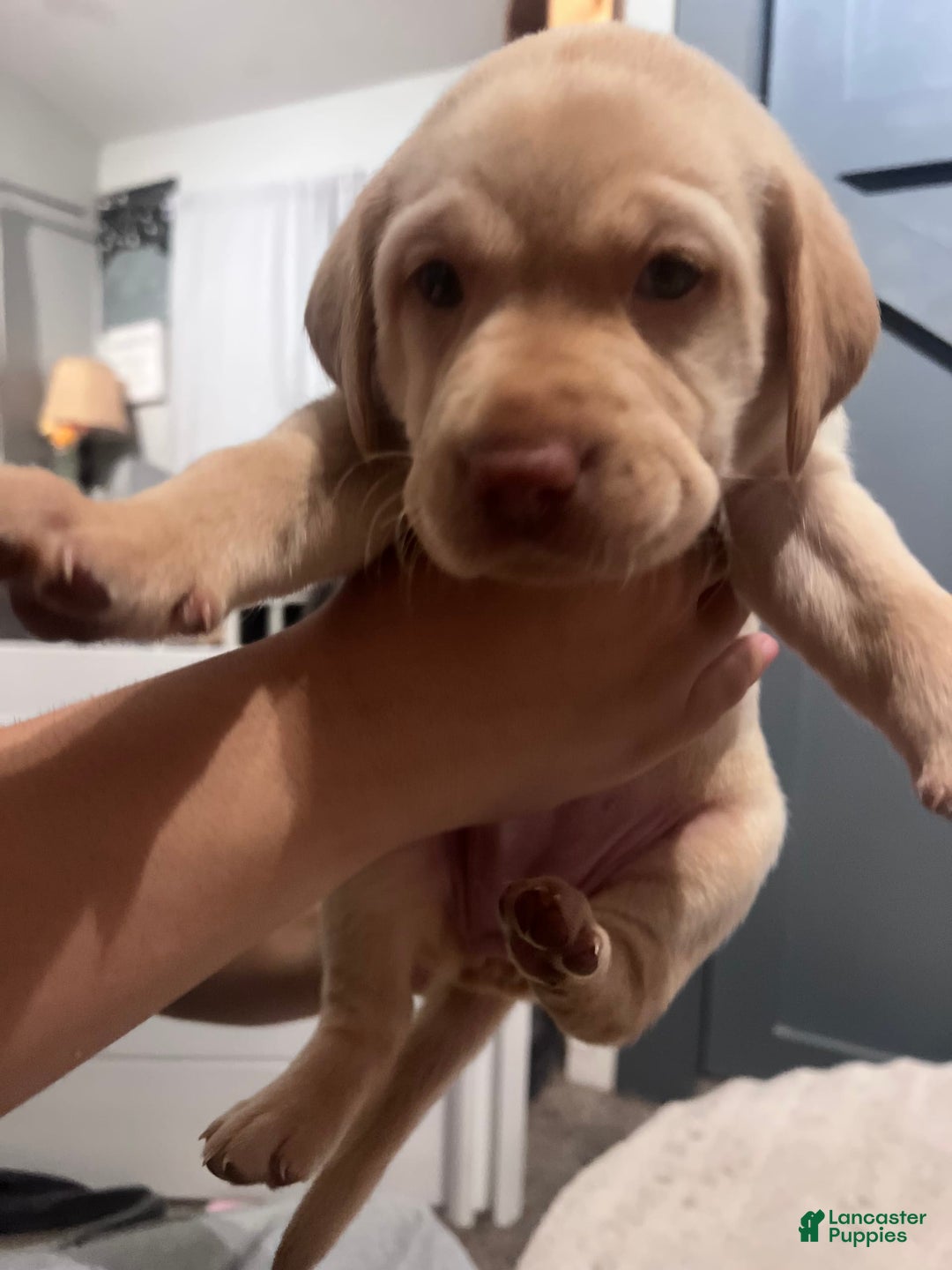Labrador Retriever dogs for sale: Diva - Image 4