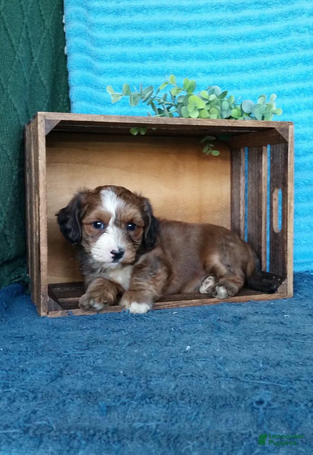 Havanese dogs for sale: Duke - Image 1