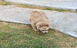 Pomeranian dogs for sale: Giovanna - Image 15